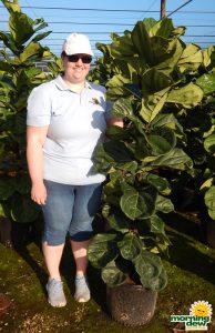 Ficus Lyrata Column 14 in