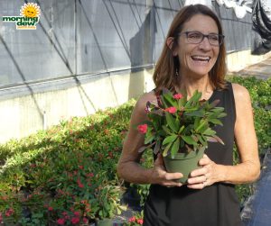 Flowering Crown of Thorns 5 in