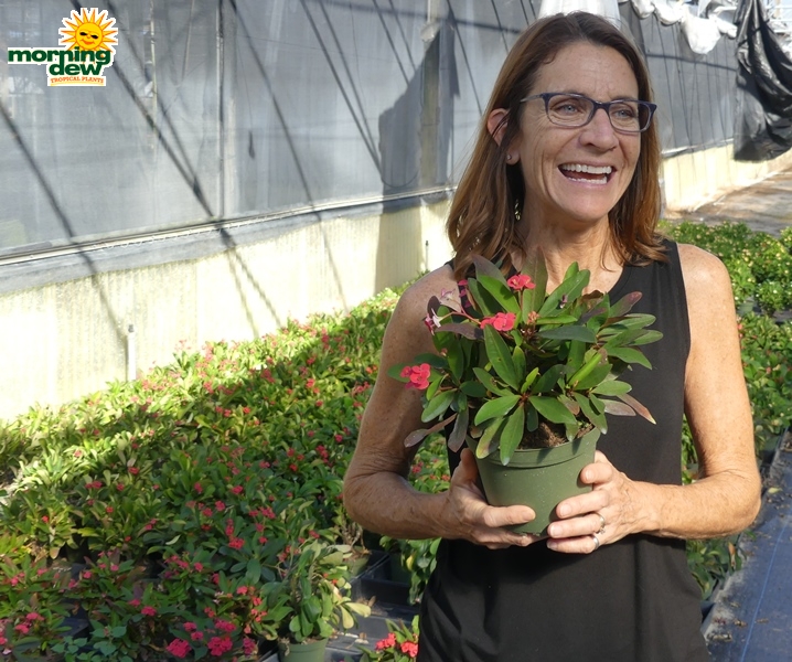 Flowering Crown of Thorns 5 in