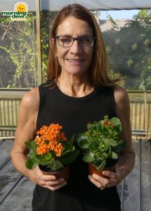 Flowering Kalanchoe 4.5 in