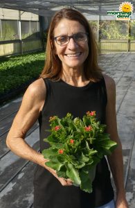 Flowering Kalanchoe 6 in