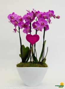 Flowering Orchid Phal Eileen Gardens 11 in