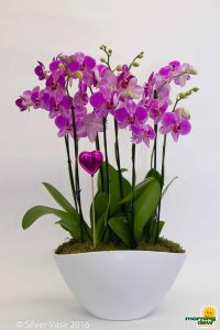 Flowering Orchid Phal Eileen Gardens 14 in