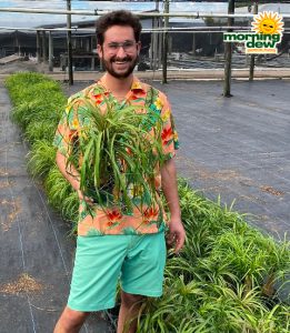 Palm Ponytail Guatemalan 6 in