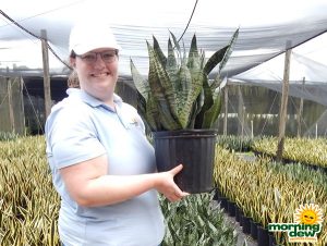 Sansevieria Robusta 10 in