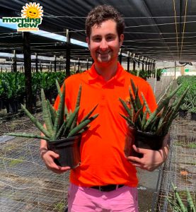 Sansevieria Starfish 8 in