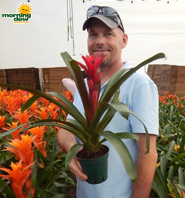 Bromeliad-Guzmania-Juliette-5-in