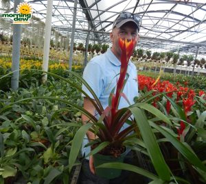 Bromeliad Guzmania Kapoho Fire 5 in
