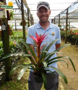 Bromeliad-Guzmania-Passion-5-in