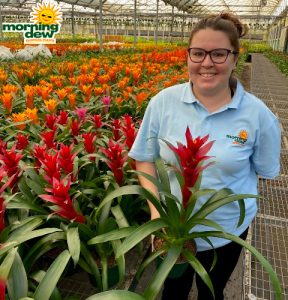 Bromeliad Guzmania Switch 6 in