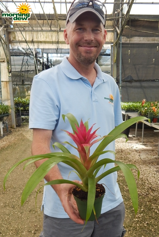 Bromeliad Guzmania Voila 4 in