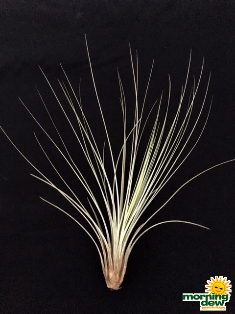 Bromeliad Tillandsia Juncea 3 in