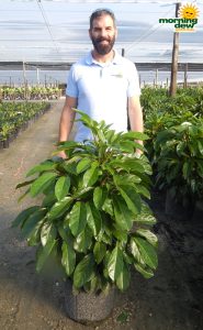 Schefflera Alpine 14 in