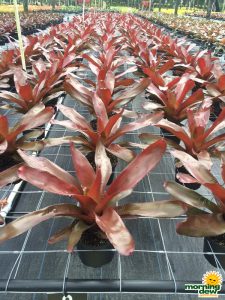 Bromeliad Neoregelia Avalon 6 in