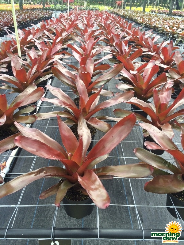 Bromeliad Neoregelia Avalon 6 in