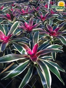 Bromeliad Neoregelia Mona Lisa 6 in