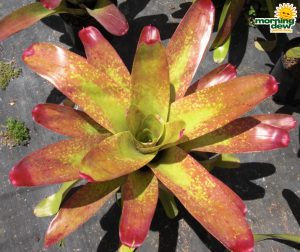 Bromeliad Neoregelia Sunkiss 6 in