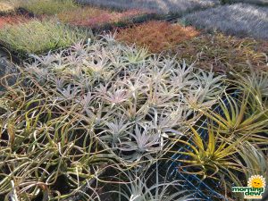Bromeliad Tillandsia 3 in