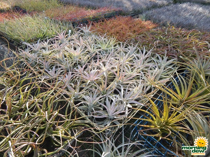 Bromeliad Tillandsia 3 in