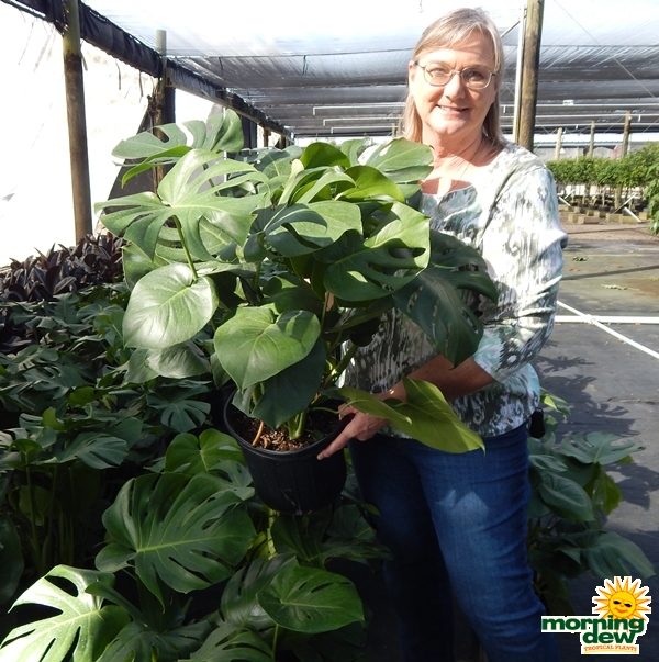 Philodendron Monstera Deliciosa 10 in