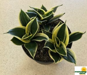 Sansevieria Honey Bunny 6 in