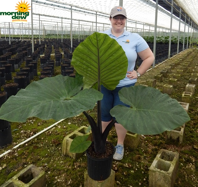 Alocasia Dark Star 10 in
