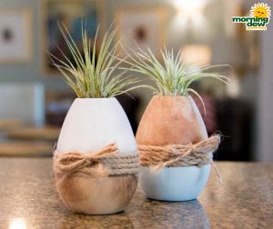 LiveTrends Nature's Art 3 in