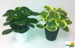 Peperomia Green & Variegated 4 in