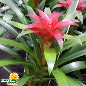 Bromeliad Guzmania Ginette 5 in