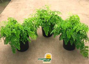 Fern Maidenhair 8 in