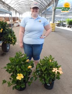 Flowering Hibiscus Bush 10 in