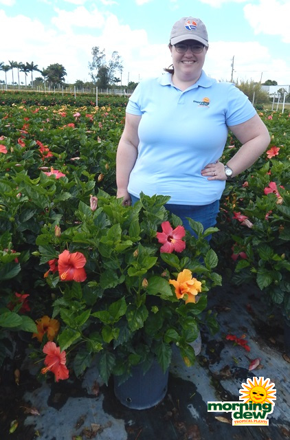 Flowering Hibiscus Bush Multi Color 12 in