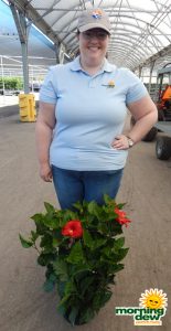 Flowering Hibiscus Bush Red 10 in