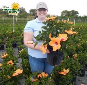 Flowering Hibiscus Bush Orange 10 in