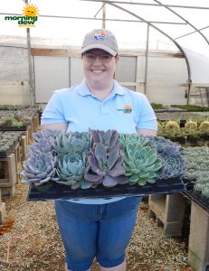 Succulents Echeveria Deluxe 4 in