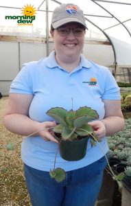 Succulents Kalanchoe Assorted 6 in