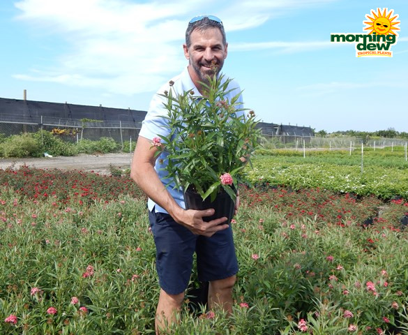 Flowering Panama Rose 10 in