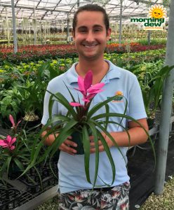 Bromeliad Tillandsia Antonio 5 in