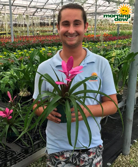 Bromeliad Tillandsia Antonio 5 in