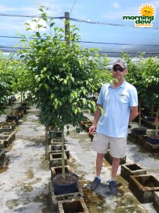 Ficus Benjamina Standard 14 in