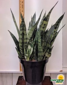 Sansevieria Frozen 10 in