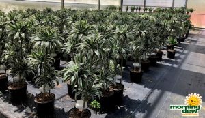 Dracaena White Bird Cane 10 in