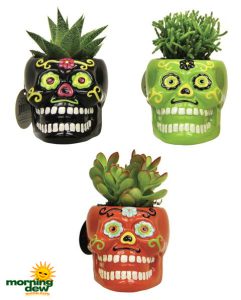 LiveTrends Skulls 6 in