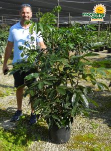 Mahogany Natal 14 in