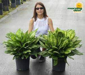 Aglaonema Gold Dust & Lumina 10 in