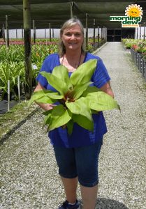 Bromeliad Aechmea Tayoensis 6 in