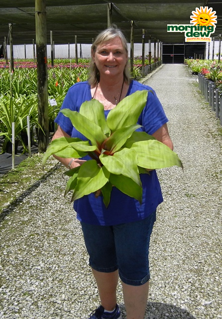 Bromeliad Aechmea Tayoensis 6 in