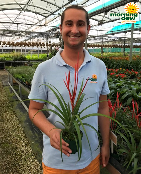 Bromeliad Tillandsia Spirit 4 in