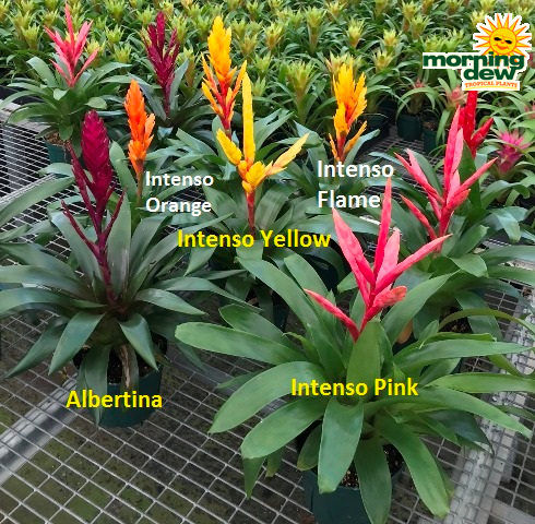 Bromeliad Vriesea Assorted 6 in