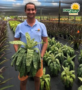 Bromeliad Vriesea Ospinae Gruberii Ice 8 in